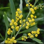 Permalink to: Gardening Group Meeting March 15th 14:00
