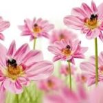 Permalink to: Flower Arranging