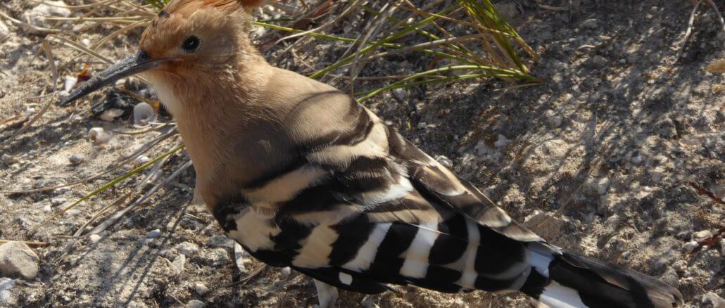 Hoopoe