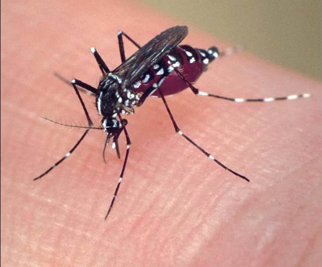 Recommendations to avoid tiger mosquito proliferation